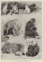 Einige Mitglieder der Barnum und Bailey Menagerie in Olympia